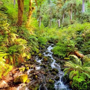 Ancestral Healing Intensive - Union, WA - 2025 - Double Room Supported