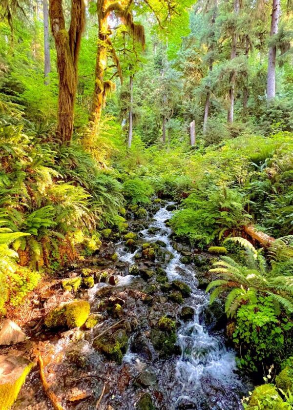 Ancestral Healing Intensive - Union, WA - 2025 - Single Room Generating