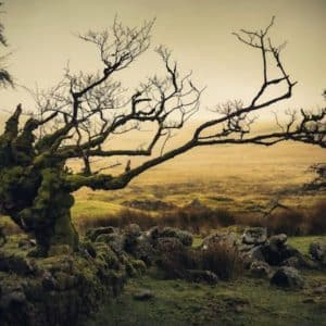 Dreaming with the Lamented - September2025 - Supported