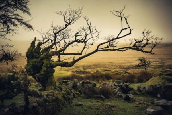 Dreaming with the Lamented - September2025 - Sustaining
