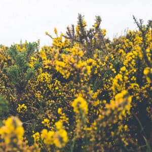 Ancestral Lineage Healing Intensive - Findhorn, Scotland - June2026 - Generating